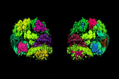 TDAH: A Importância da Creatina e do Glutamato no Cérebro 1 symmetry colorful holi powder colors black background