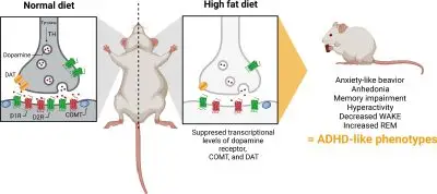 TDAH e a Dieta Como Alimentos Gordurosos Podem Desregular Seu Cérebro e Afetar Seu Sono 2 1 s2.0 S0165178123003621 gr7 lrg