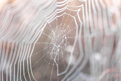 Navegando em Águas Turbulentas: Explorando os Fatores de Risco para Pensamentos Suicidas no TDAH 2 Uma ilustração ou fotografia que mostre uma teia de aranha, representando a complexidade da relação entre TDAH e as comorbidades que podem aumentar o risco de ideações suicidas e tentativas. A imagem deve transmitir a ideia de que o TDAH raramente vem sozinho e que a presença de outros transtornos pode aumentar a vulnerabilidade.