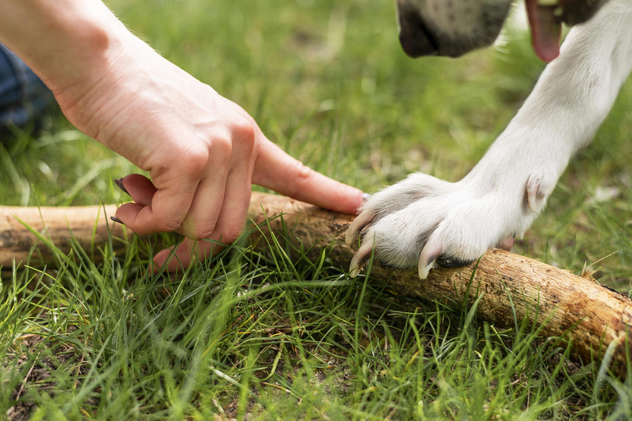 TDAH e Relacionamentos: Como Lidar com os Desafios Diários? 3 close up dog playing with owner park scaled
