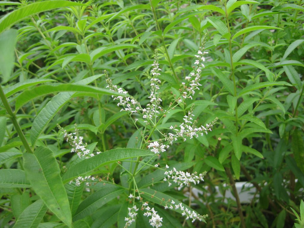 Lemon Verbena